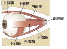 眼精疲労　目薬　おすすめ　頭痛　症状　対策　治し方　首　眼精疲労とは　眼鏡　コンタクト　視力低下　肩こり　充血　栄養　食べ物　緑内障　目の奥