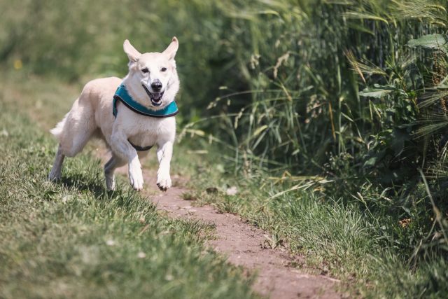 犬、熱中症　対処法　散歩　症状　予防法